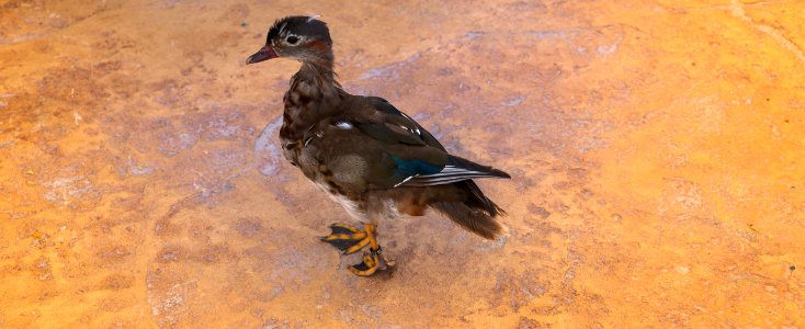 Bird Duck Fauna Beak photo