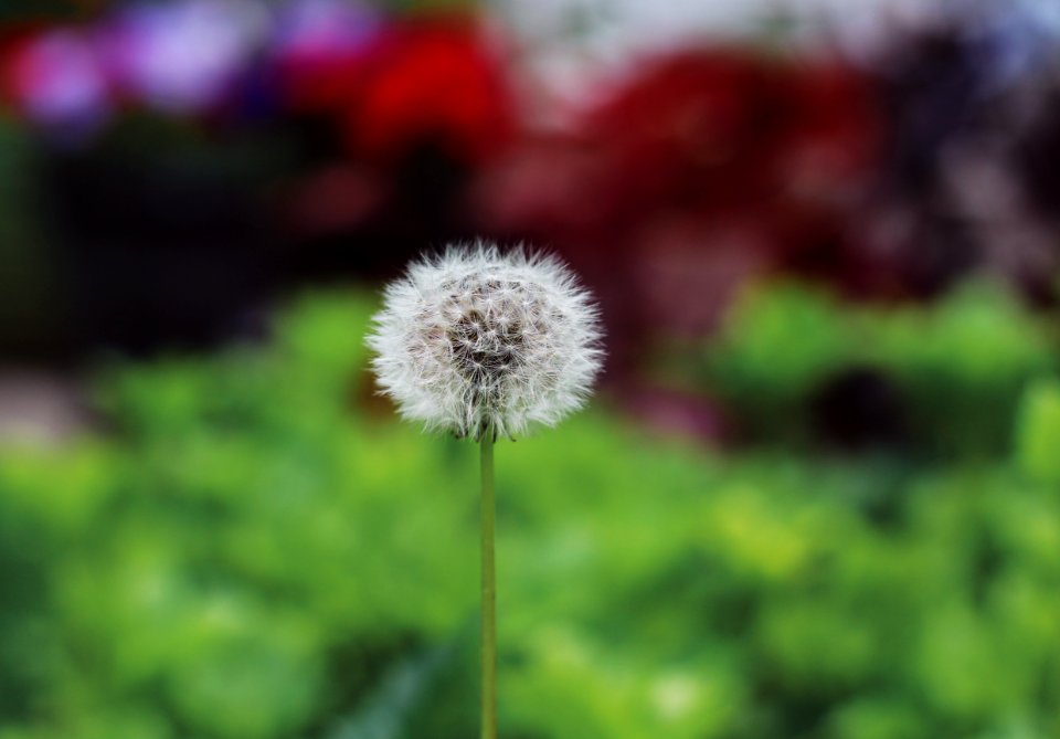 Flower Flora Dandelion Plant