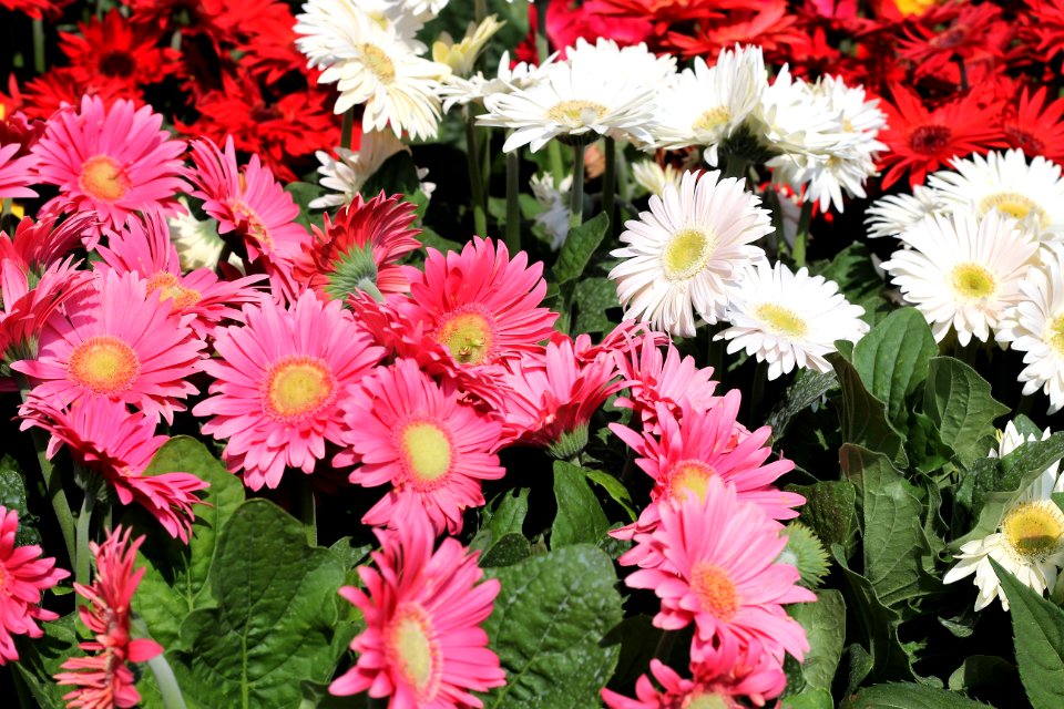 Flower Plant Flowering Plant Gerbera