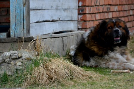 Dog Dog Like Mammal Dog Breed Group Dog Breed