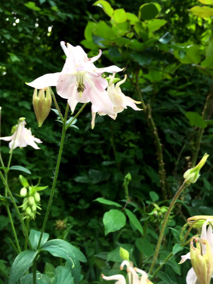 Flower Plant Flora Lily