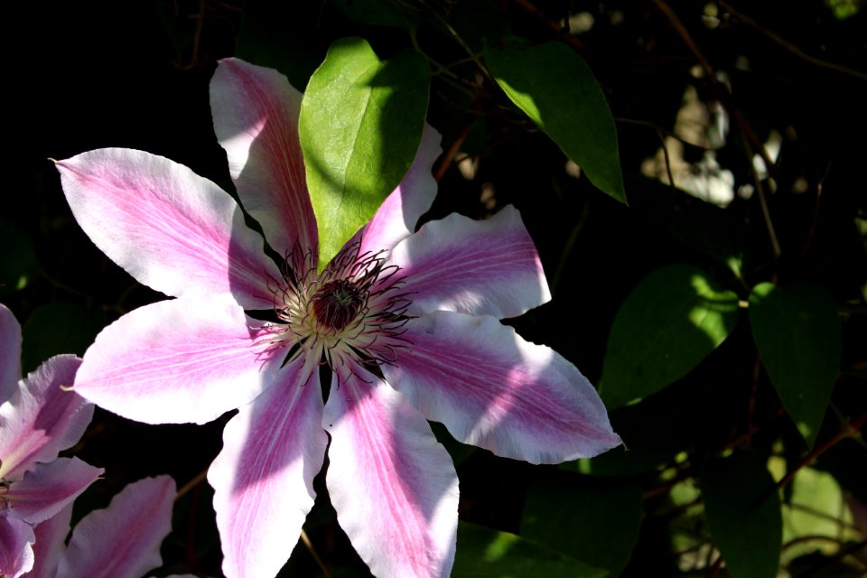Flower Plant Flora Flowering Plant