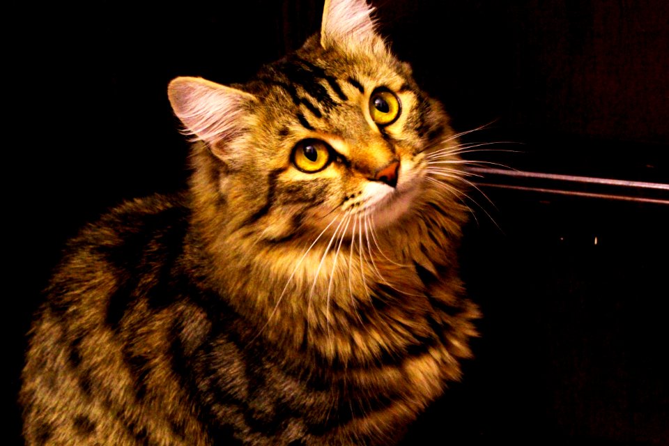 Cat Whiskers Dragon Li Fauna