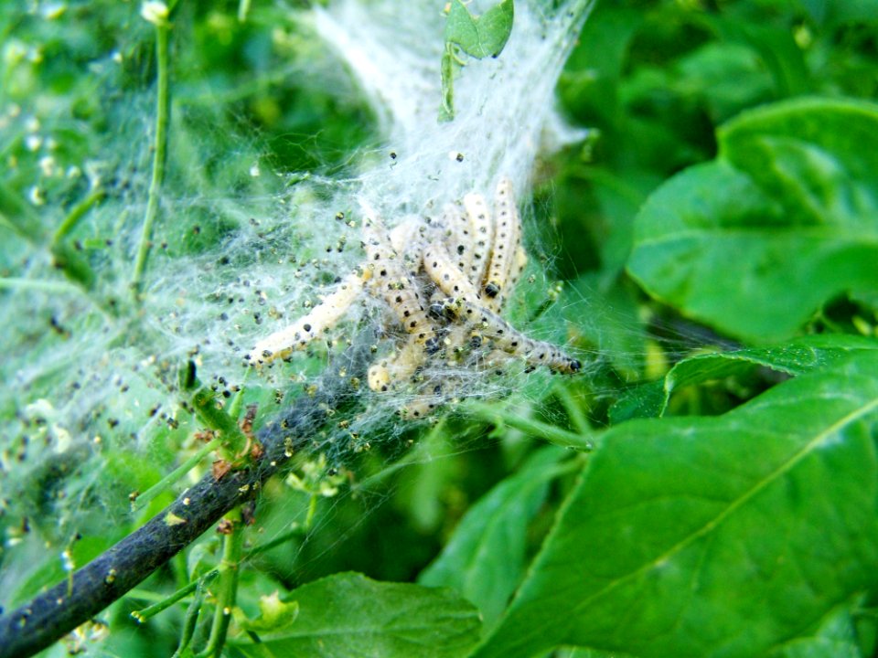 Leaf Invertebrate Spider Web Plant Pathology