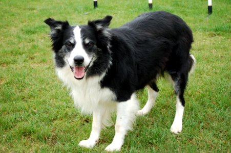 Dog Dog Breed Dog Like Mammal Border Collie photo