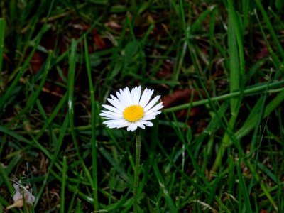 Flower Flora Plant Grass