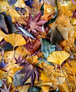 Leaf Deciduous Plant Autumn