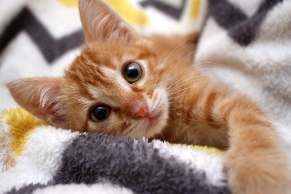 Cat Small To Medium Sized Cats Cat Like Mammal Whiskers