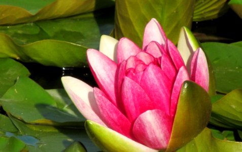Flower Plant Flora Sacred Lotus