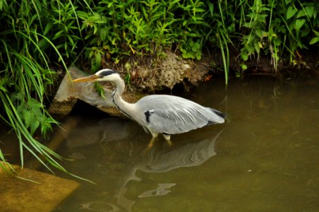 Bird Ecosystem Fauna Beak