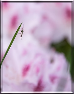 Insect blade of grass nature