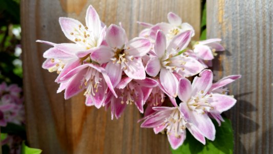 Flower Pink Plant Flowering Plant