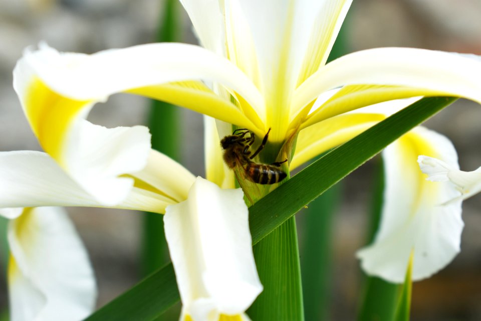 Yellow Bee Flower Honey Bee