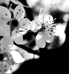 White Black And White Blossom Monochrome Photography photo