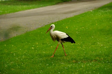 Bird Stork Ecosystem Ciconiiformes photo