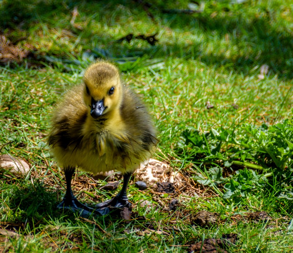 Bird Fauna Duck Water Bird