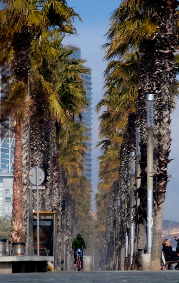Tree Palm Tree Arecales Date Palm