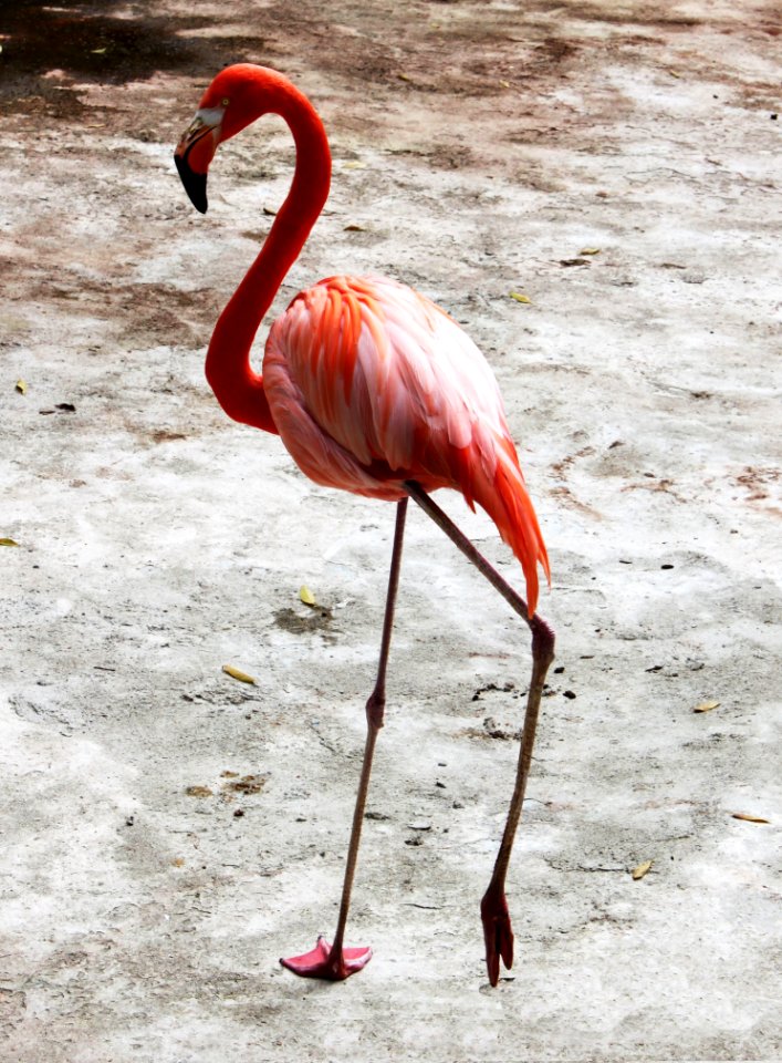 Flamingo Bird Water Bird Beak