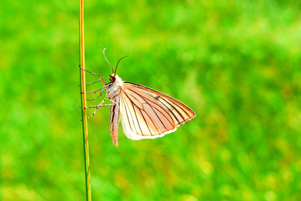 Butterfly Insect Moths And Butterflies Ecosystem