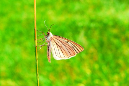 Butterfly Insect Moths And Butterflies Ecosystem