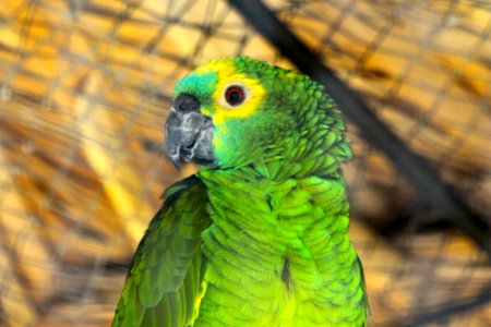 Beak Bird Fauna Parrot photo