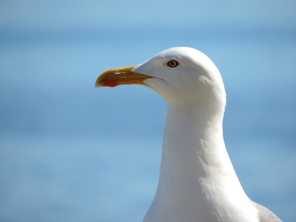 Bird Beak Gull Seabird