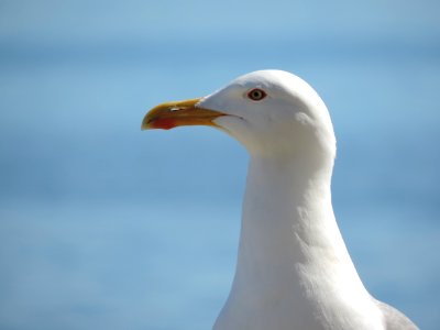 Bird Beak Gull Seabird photo