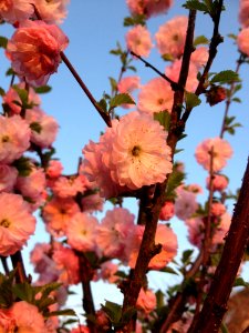 Blossom Pink Spring Flower photo