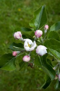 Flora Plant Leaf Blossom photo