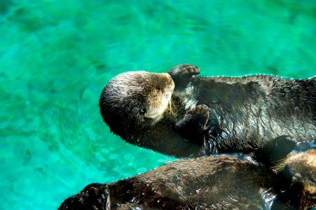 Mammal Fauna Otter Water photo