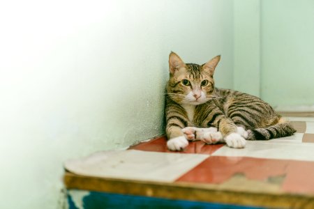 Adult Brown Tabby Cat Reclining On Table