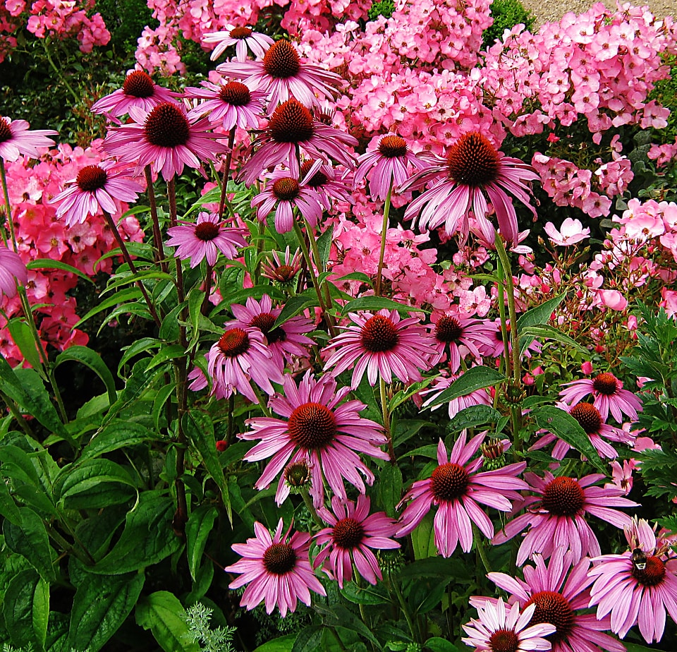 Tiresome flowers bed