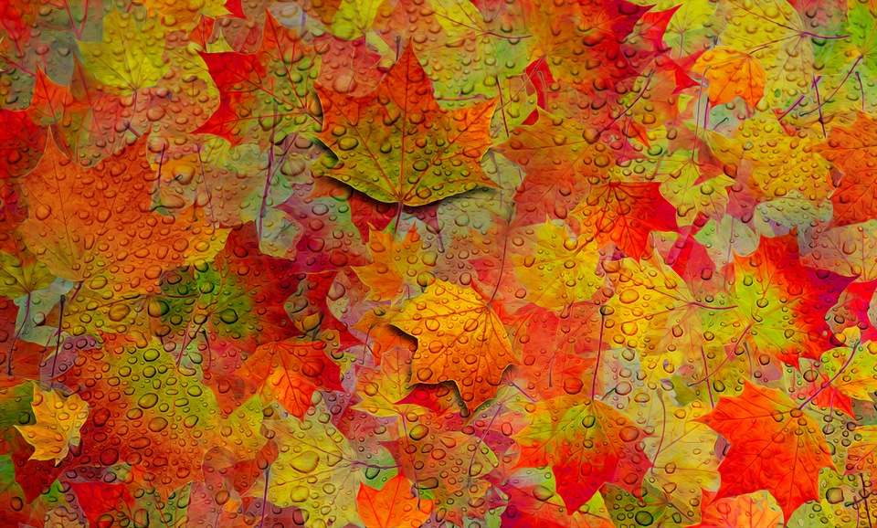 Colorful leaves maple leaves maple