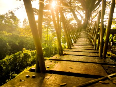 Brown Wooden Bridge Under Blue Sky