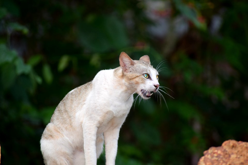 Short-fur White And Beige Cat