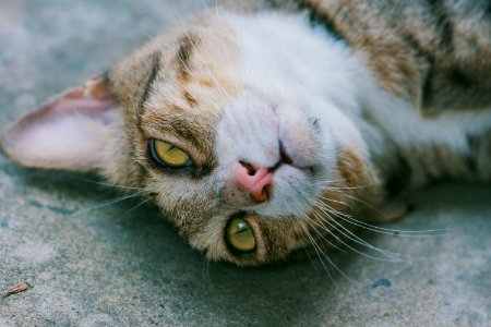 Close-up Of Brown Cat Lying On Grey Pavement