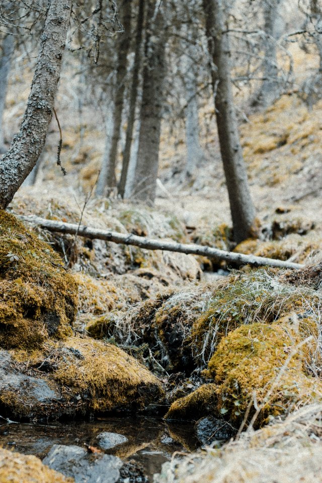 Forest And Body Of Water