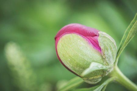 Selective Focus Photograph Of Red Rose photo