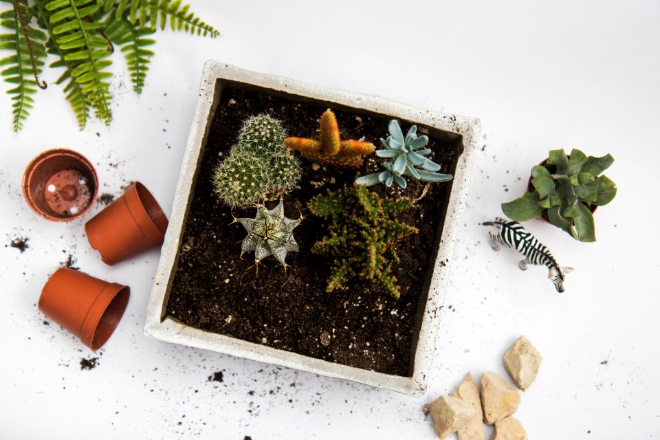 Green Cactus Plant In White Pot