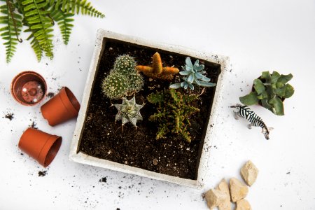 Green Cactus Plant In White Pot photo