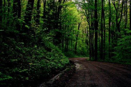 Green Leafed Trees Beside Road photo