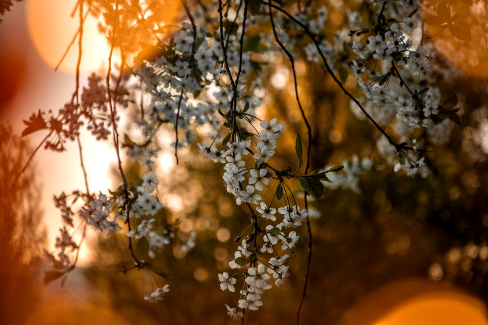Shallow Focus Photo Of White Flowers