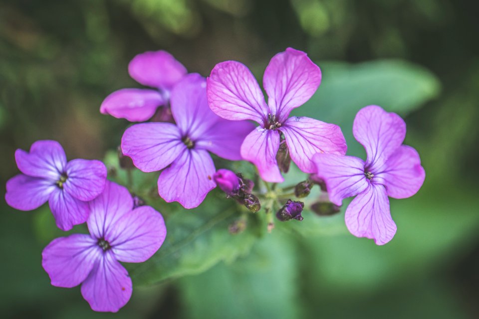 Photo Of Purple Petaled Flowers