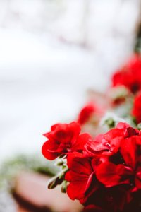 Photo Of Red Flowers photo