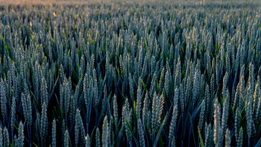 Wheat Fields photo