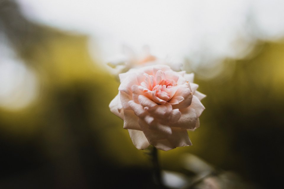 Selective Focus Photo Of Pink Rose Flower