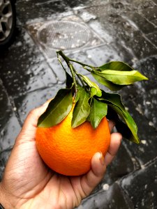 Persons Hand Holding Orange Fruit