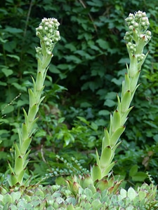 Flower shoots inflorescence engine