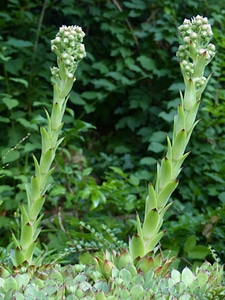 Flower shoots inflorescence engine photo