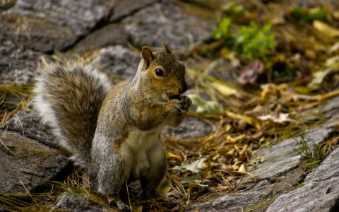 Brown Squirrel